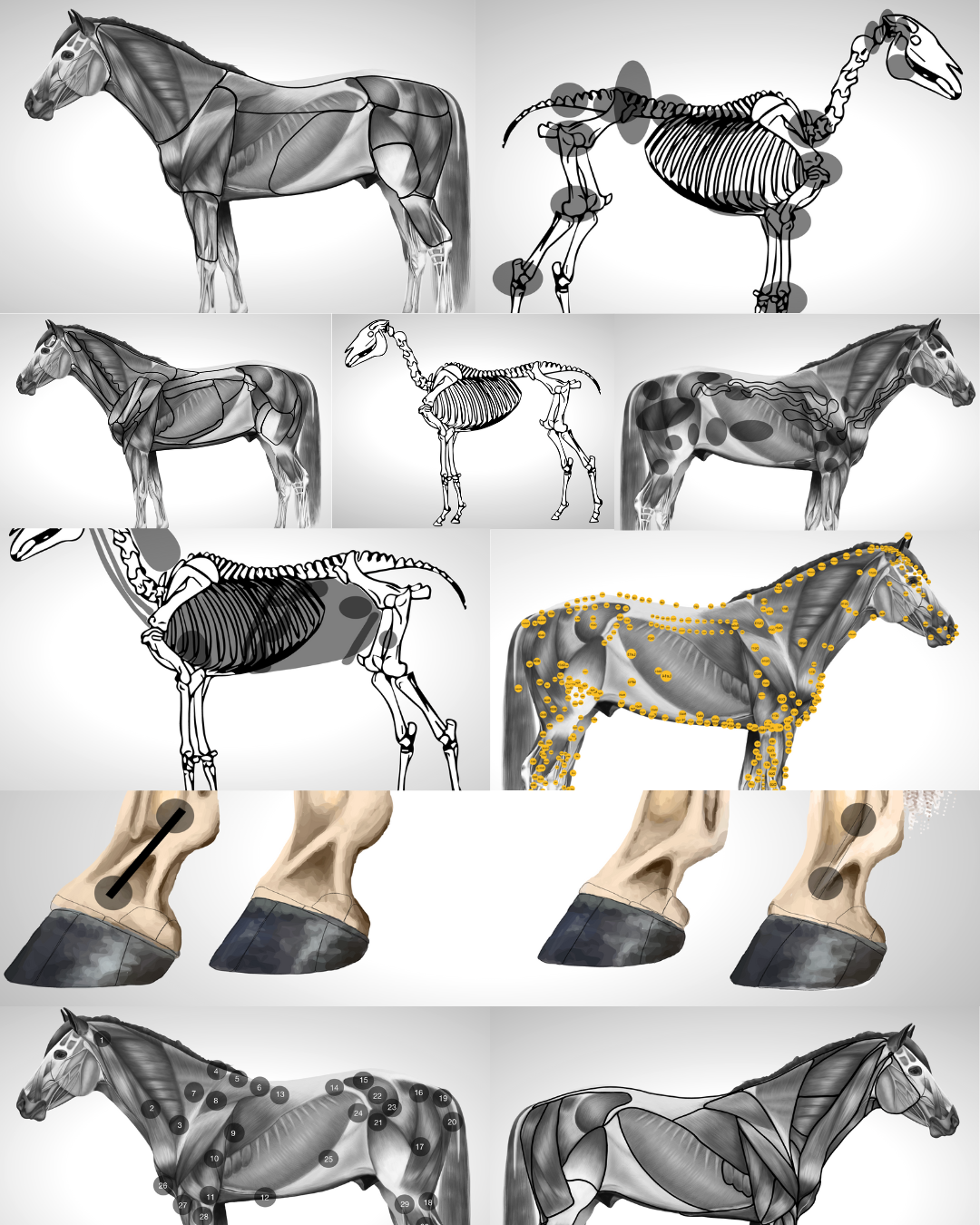 Pferd anatomische Ebenen