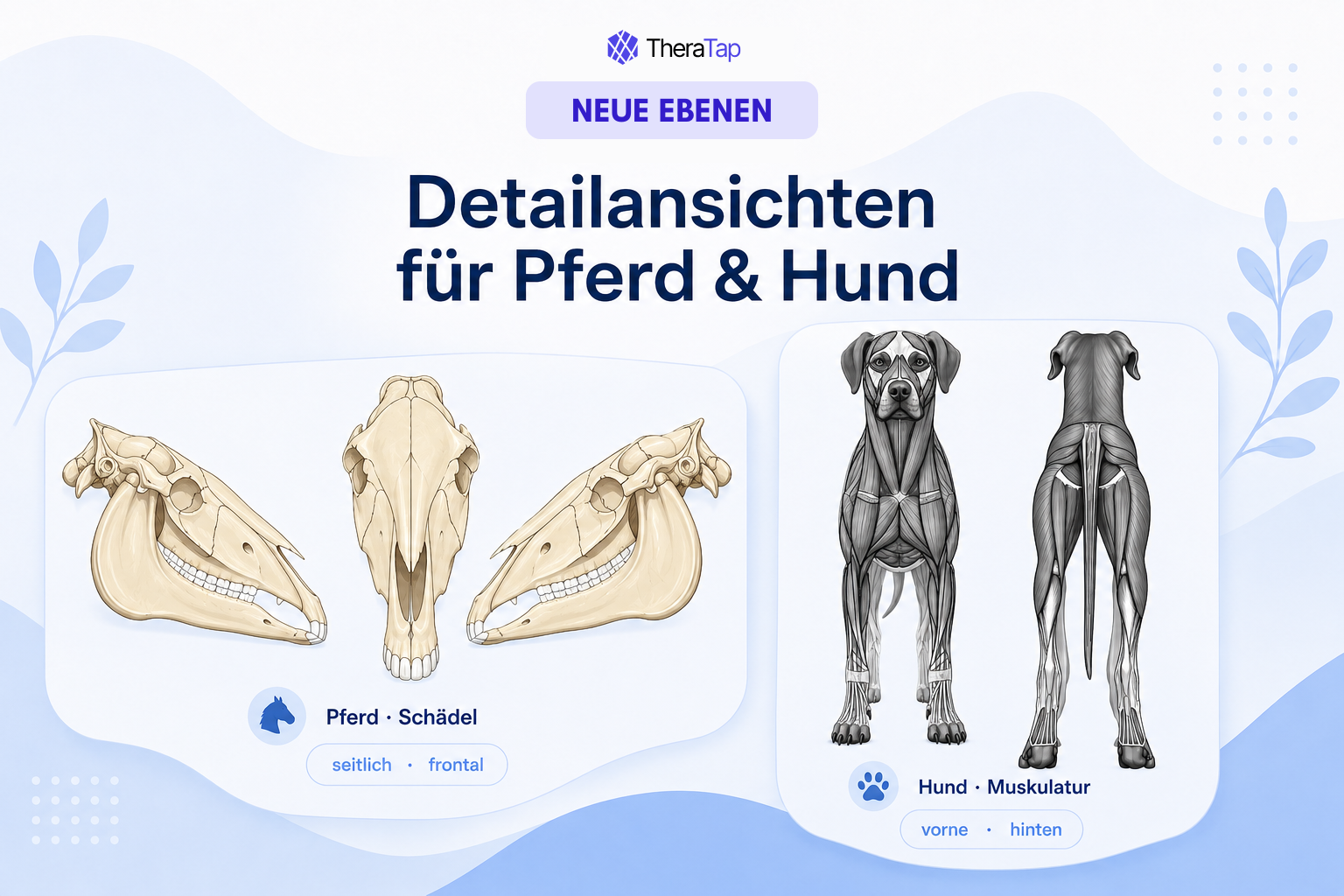Neue Modell-Ebenen: Pferdeschädel und Hunde-Muskulatur